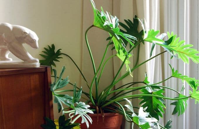 تصویر 1 از گیاه شفلرا سبز مناسب دکوراسیون منزل و محل کار